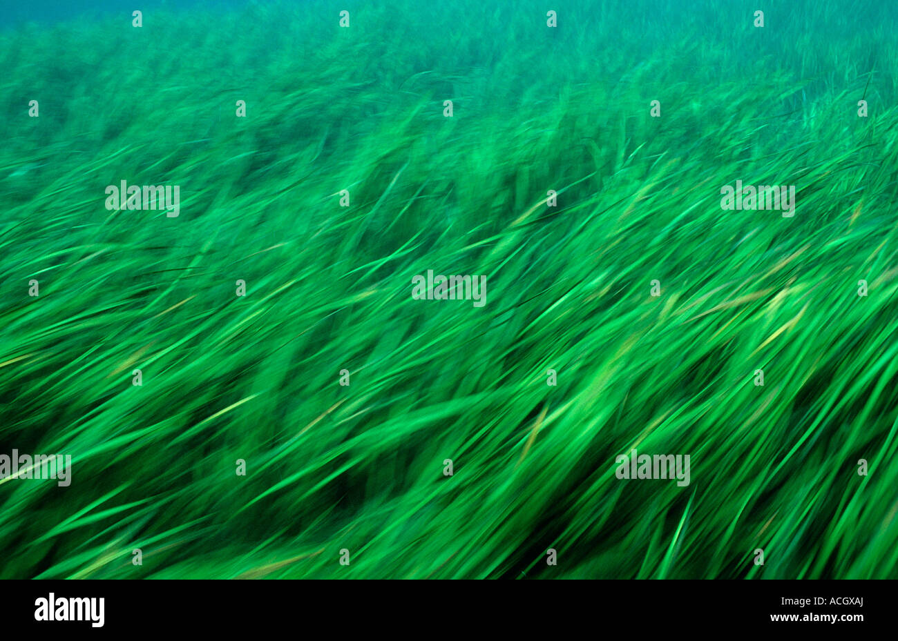 Rainbow River aquatic plants USA Florida FL Stock Photo Alamy