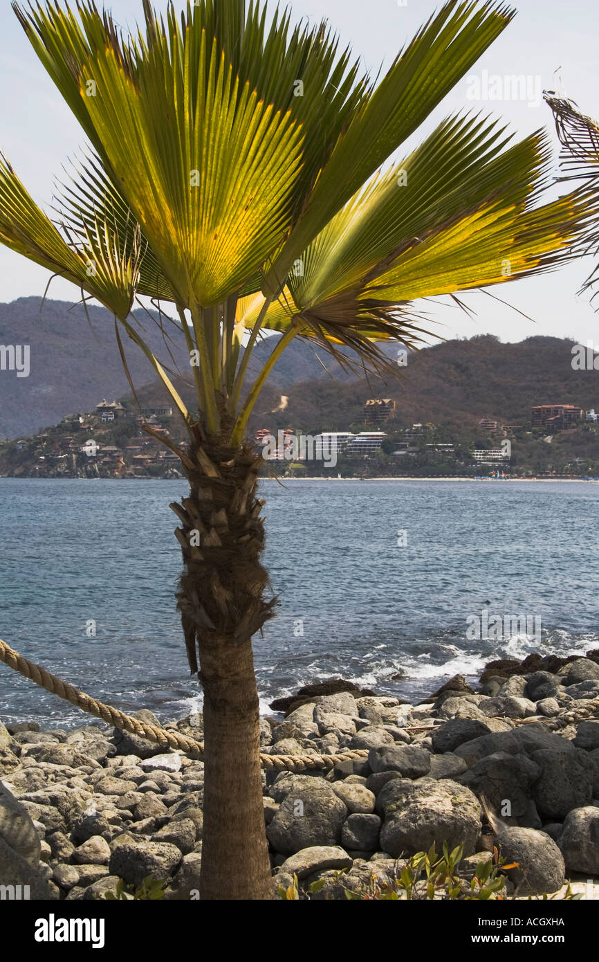 Palm tree at Los Gatos Beach Zihuatanejo Mexico Stock Photo Alamy