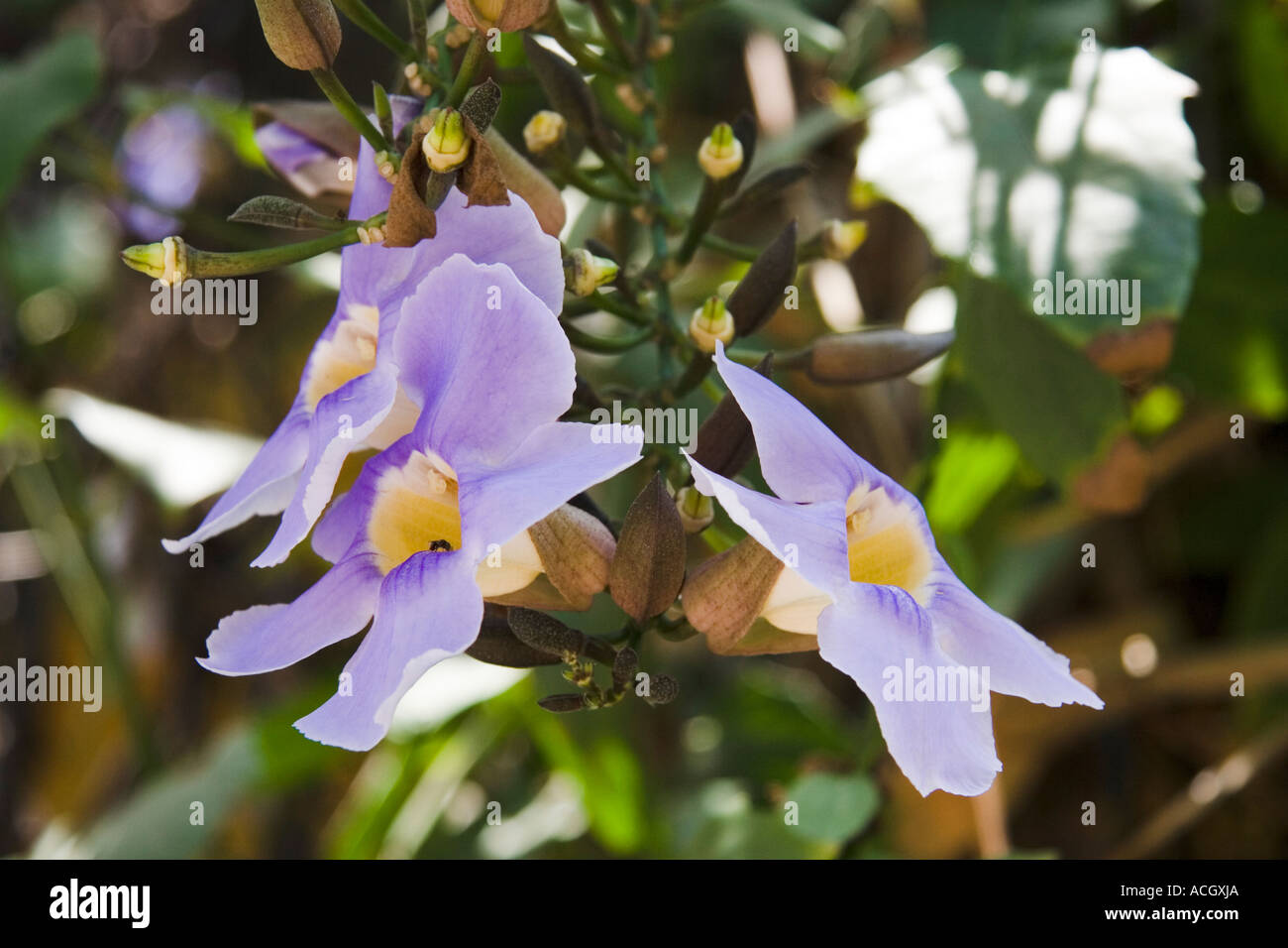 Purple flower at Los Gatos Beach in Zihuatanejo Mexico Stock Photo Alamy