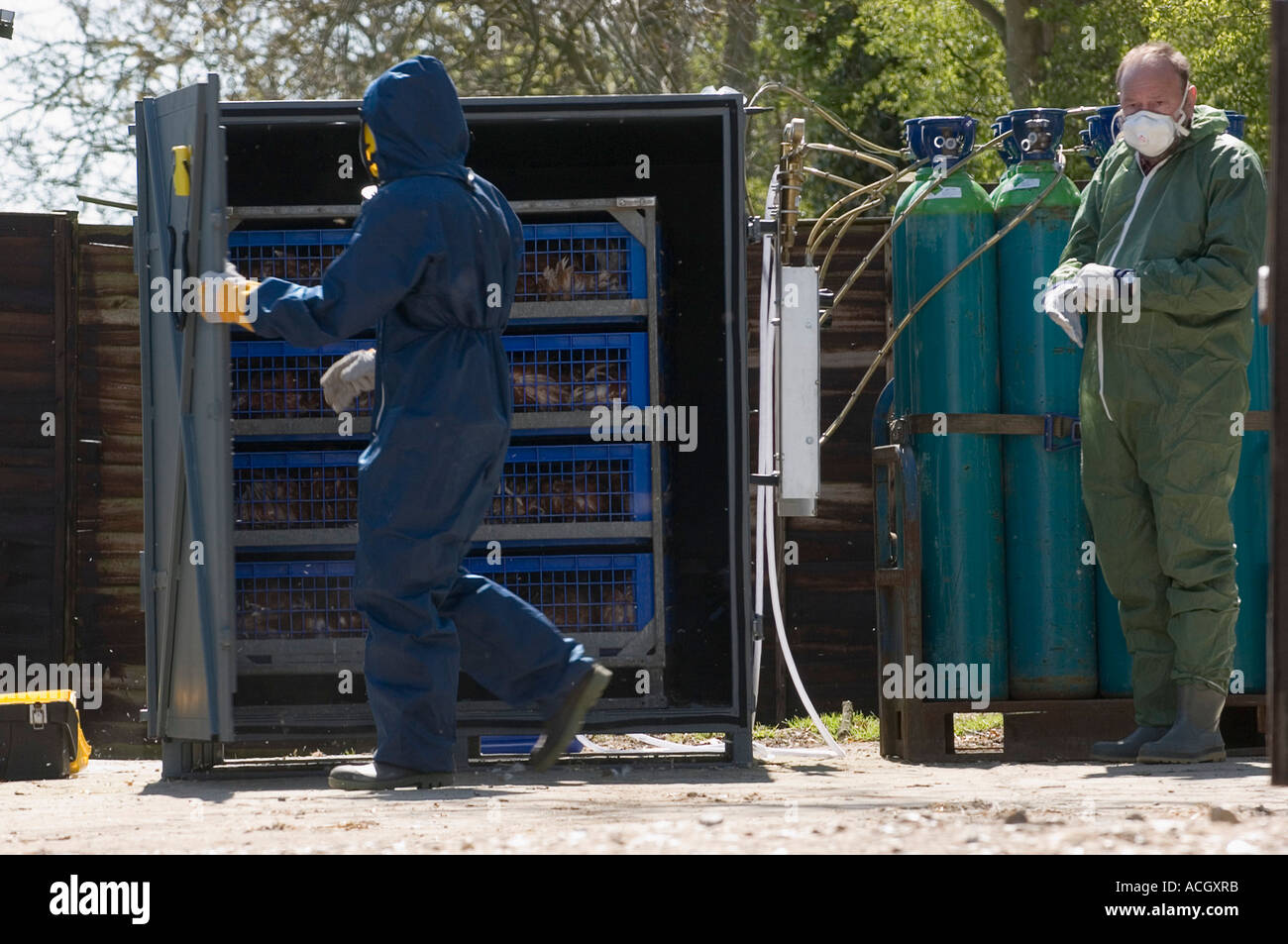 H7 Avian Flu Outbreak Cull Stock Photo
