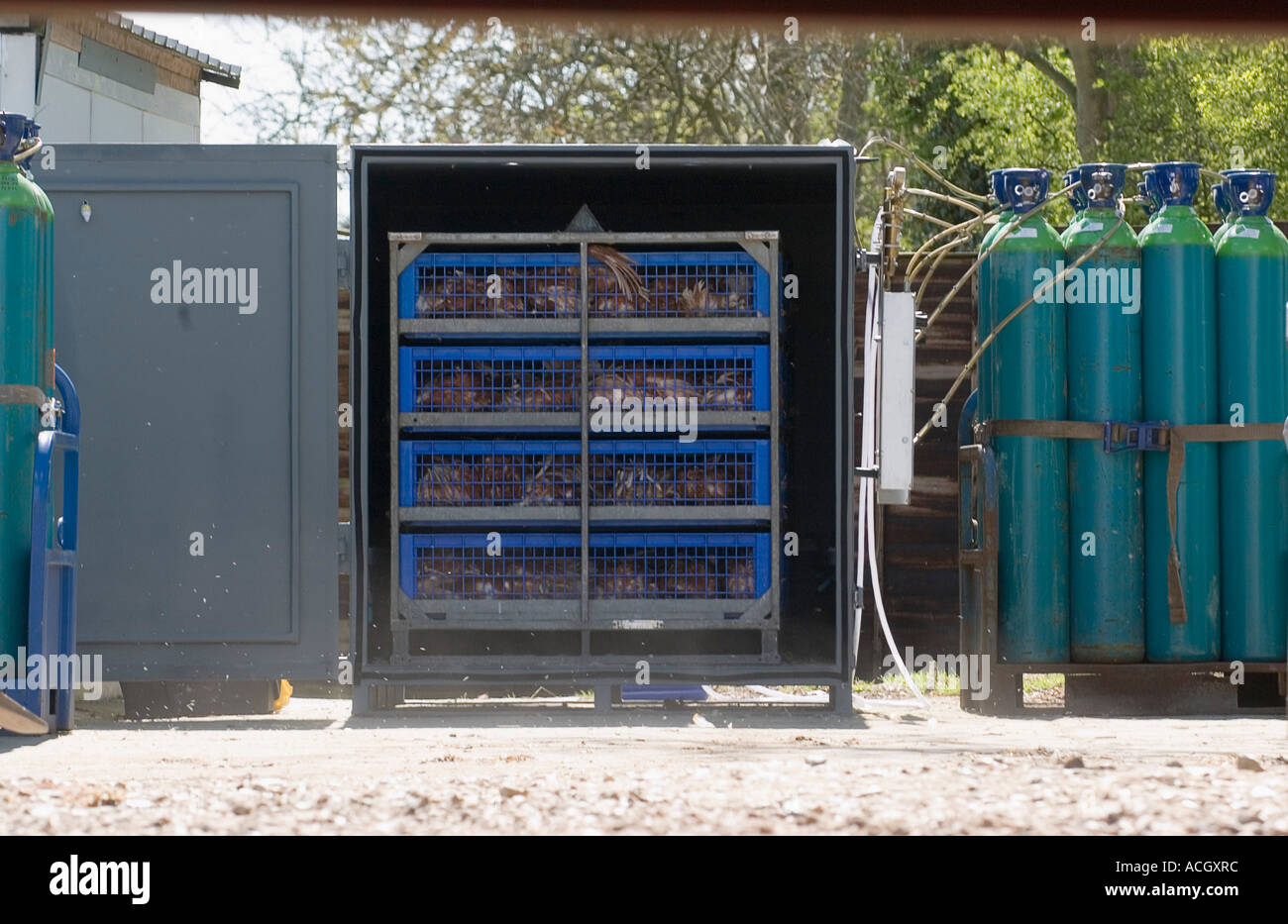 H7 Avian Flu Outbreak Cull Stock Photo