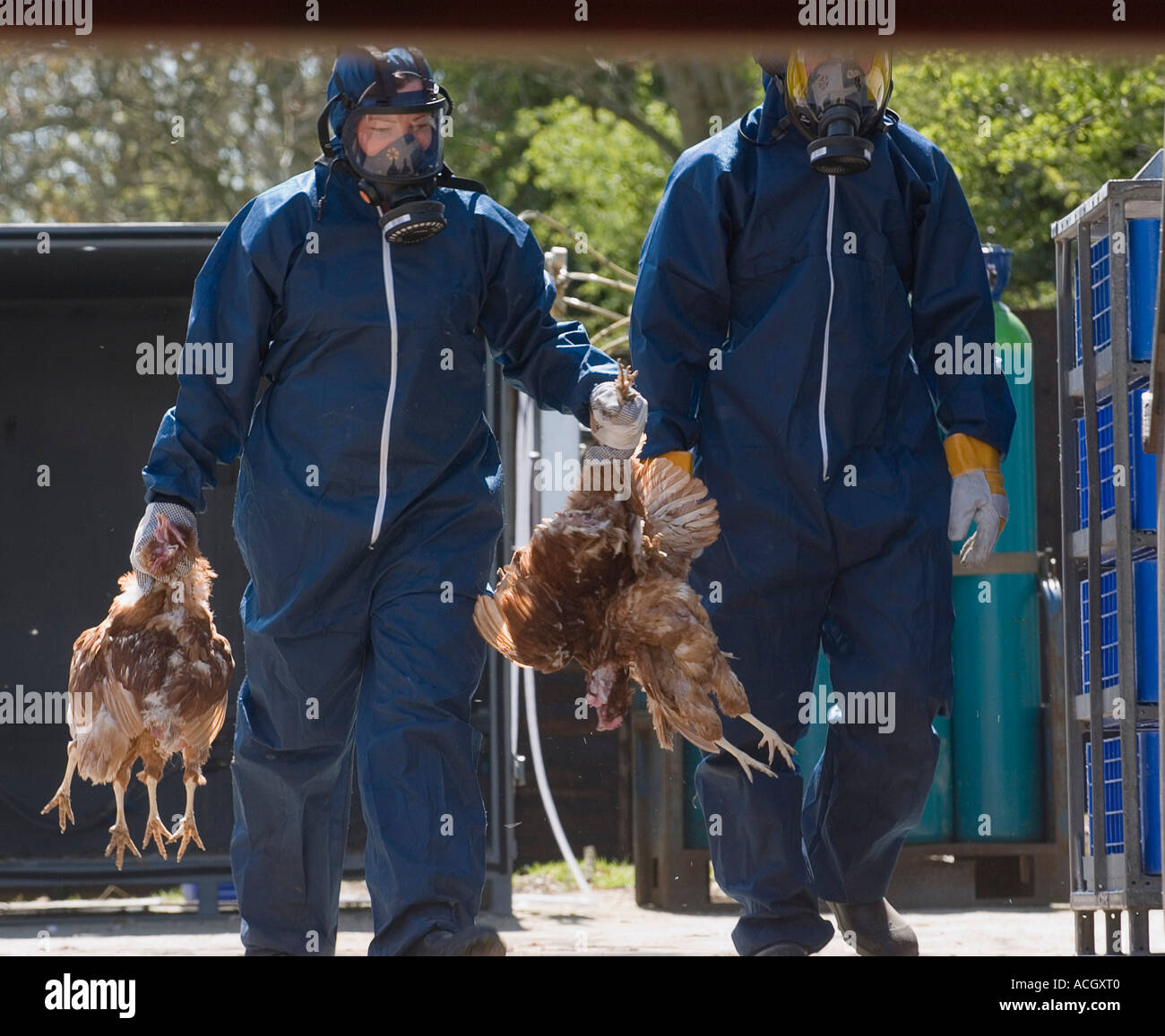 H7 Avian Flu Outbreak Cull Stock Photo