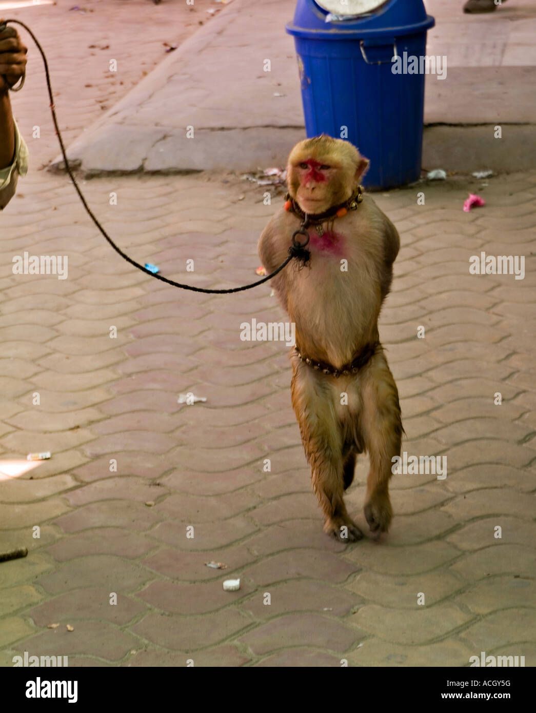 Organ Grinder Monkey High Resolution Stock Photography And Images Alamy
