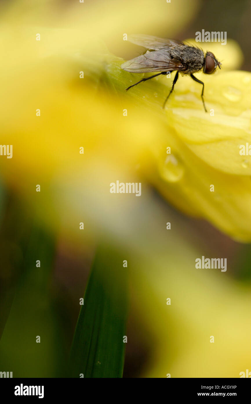 Common house Fly (Musca domestica) on daffodil flower, England, UK Stock Photo