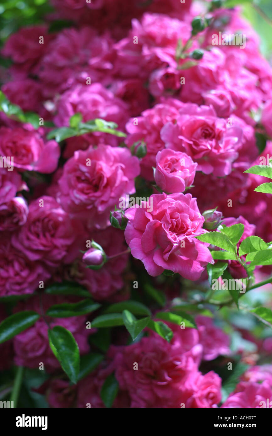Spring Roses Uk Pink shrub roses UK Stock Photo - Alamy