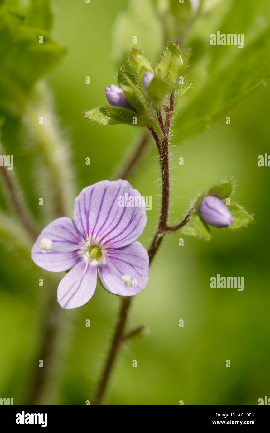 Heath Speedwell (Veronica officinalis) flower, England,UK Stock Photo