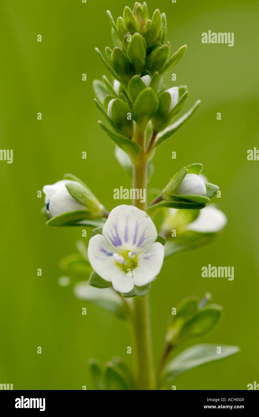Thyme leaved speedwell Veronica serpyllifolia in flower close up