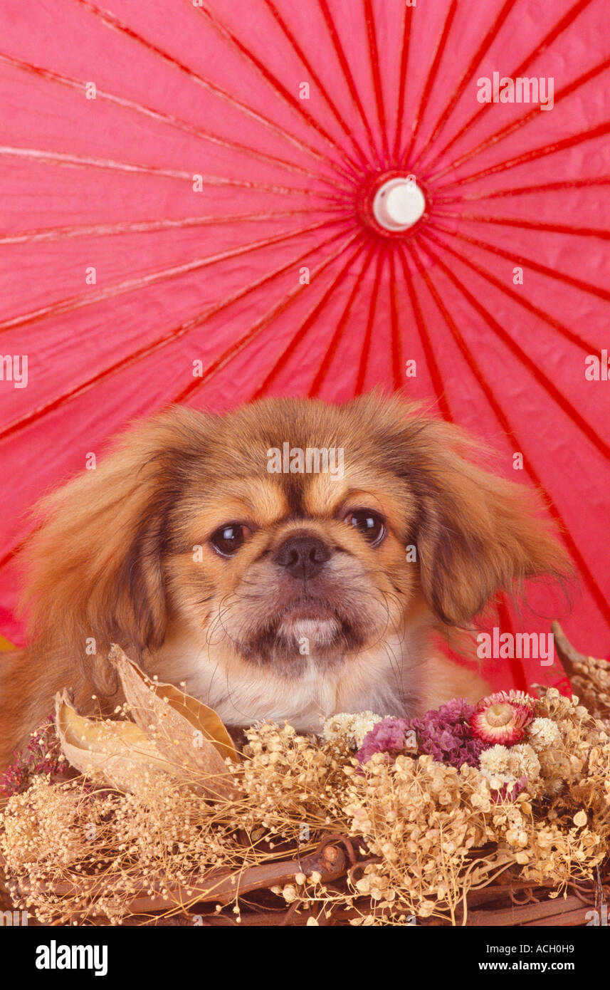 Pekingese Umbrella - Auto Open Pekingese Umbrella - Auto Open