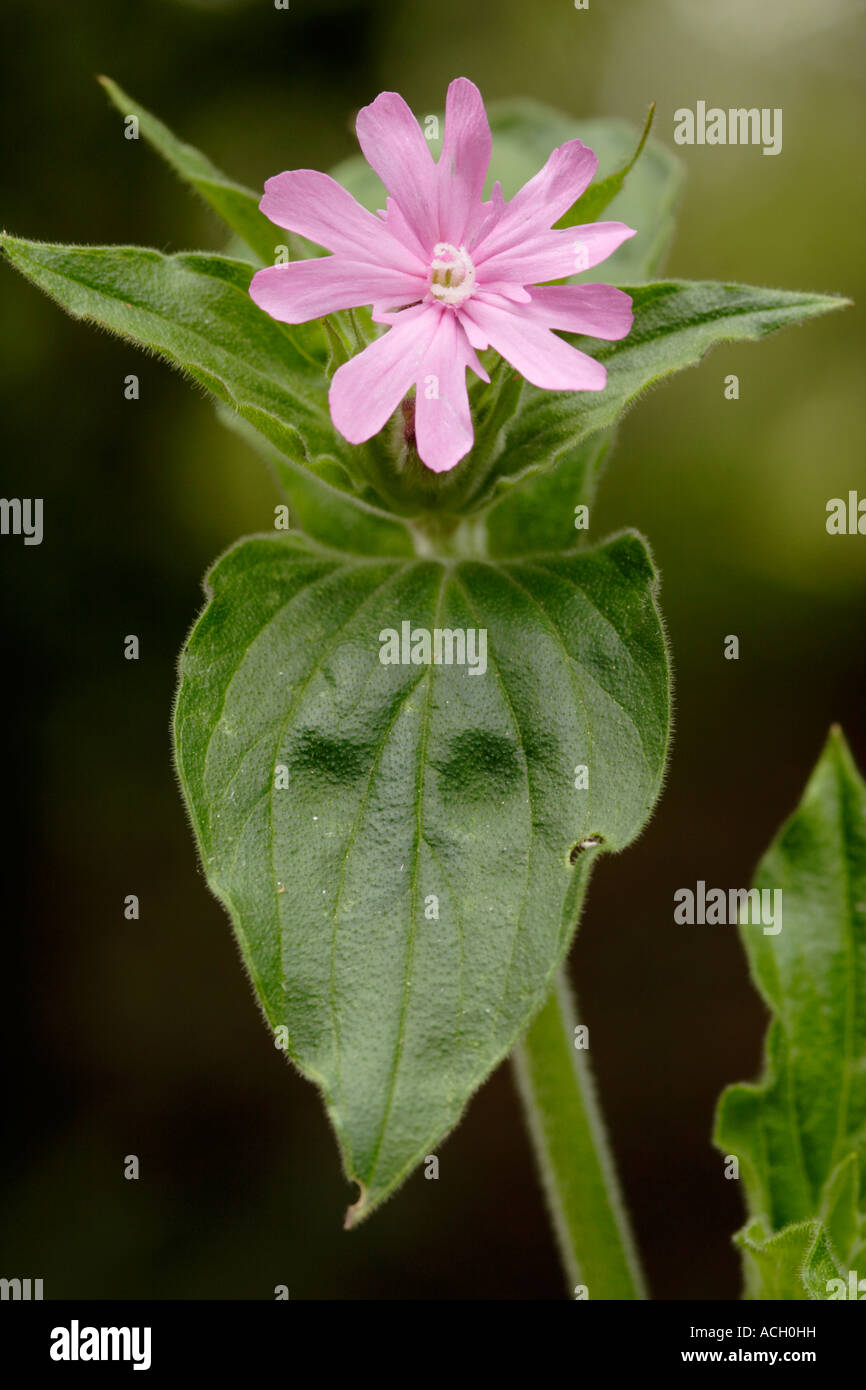 Red Campion (Silene dioica) in flower, England, UK Stock Photo