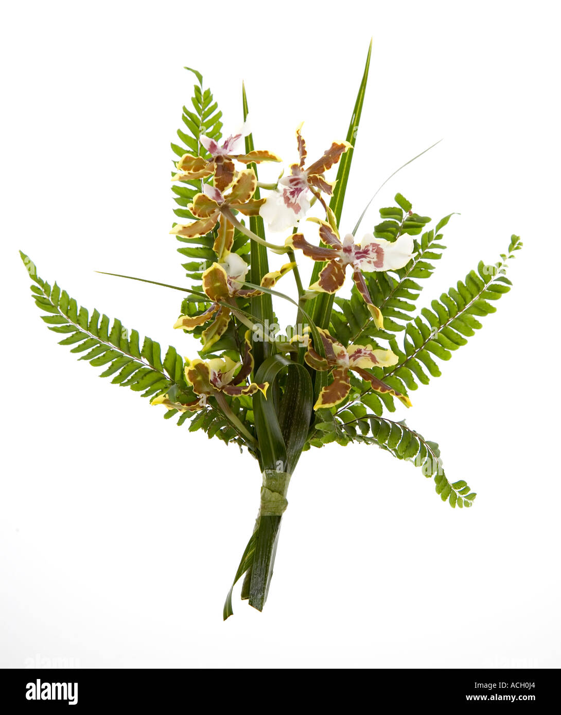 Orchids and fern leaves made into a wedding corsage Wales UK Stock Photo