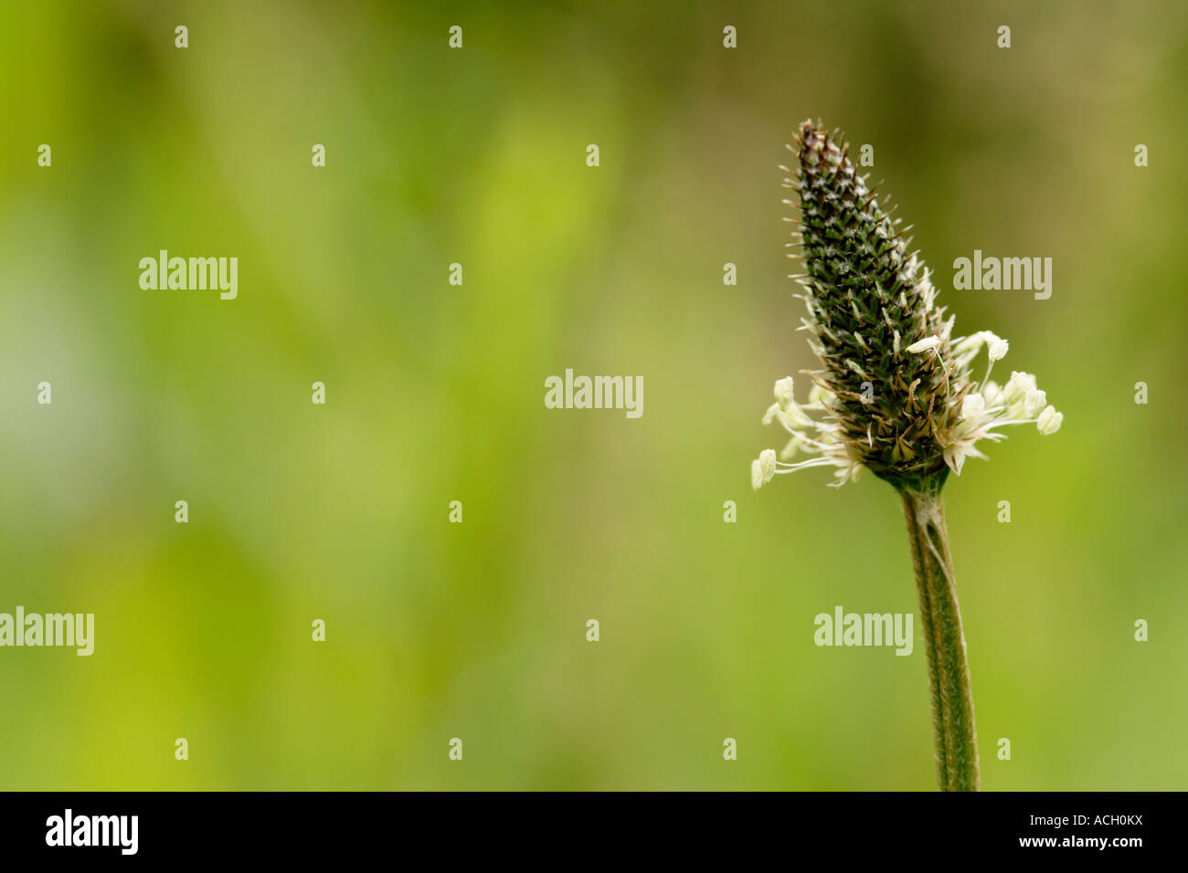 Ribwort Plantain Plantago lanceolata flower close up England UK Stock Photo