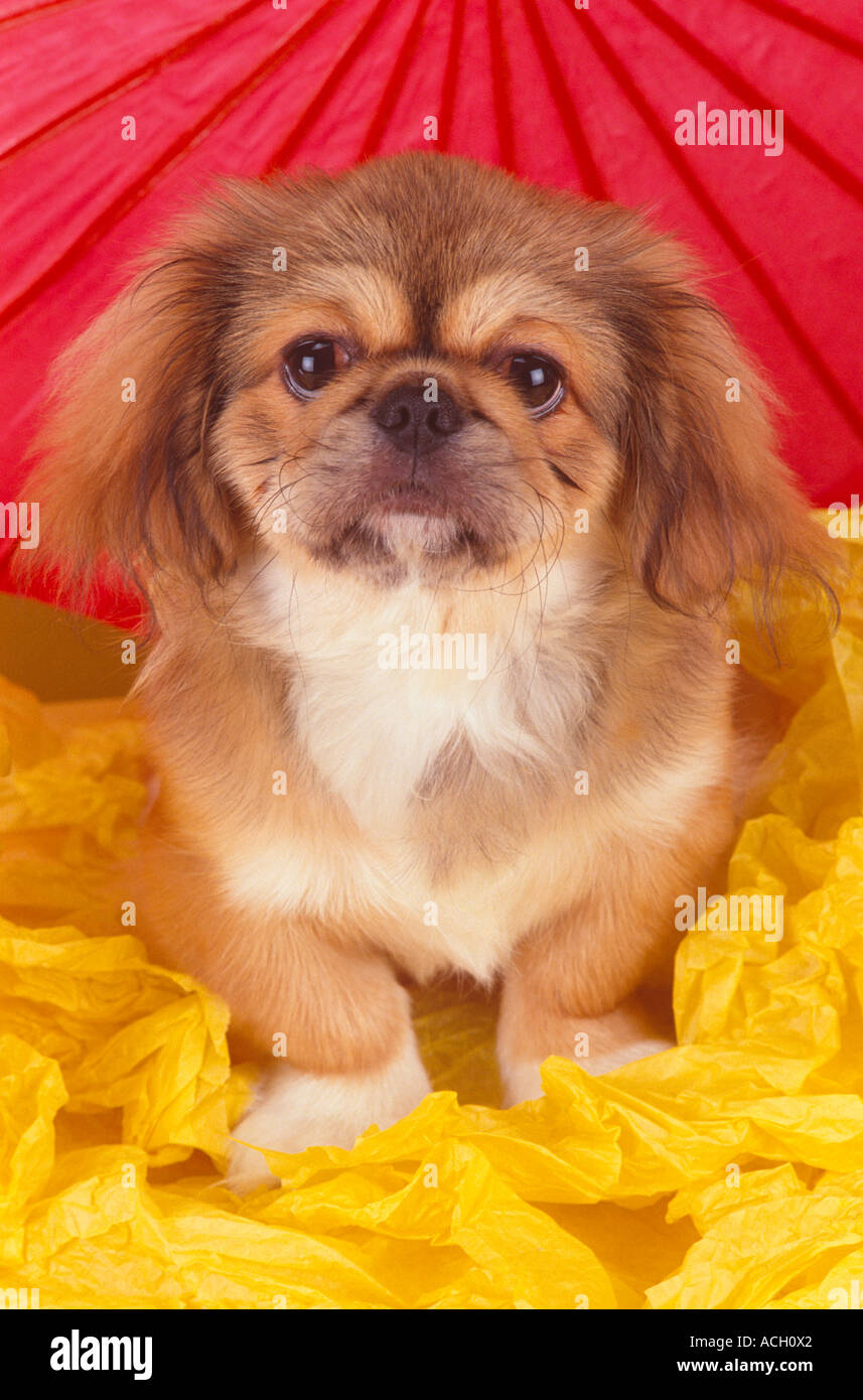 Pekingese Umbrella - Auto Open Pekingese Umbrella - Auto Open