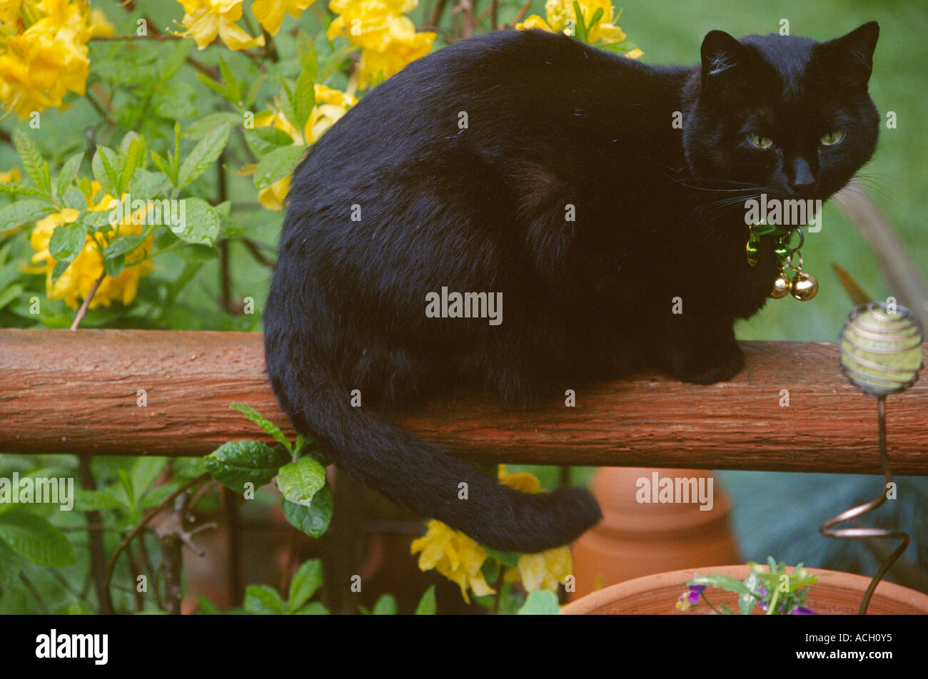 Stock photo cat Black Domestic sitting on fence rail garden setting PR ...