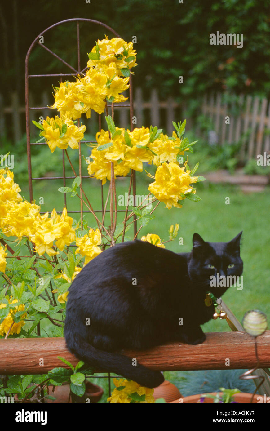 Stock photo cat black domestic sitting on fence rail in front of yellow Mollis Azalea PR CL Stock Photo