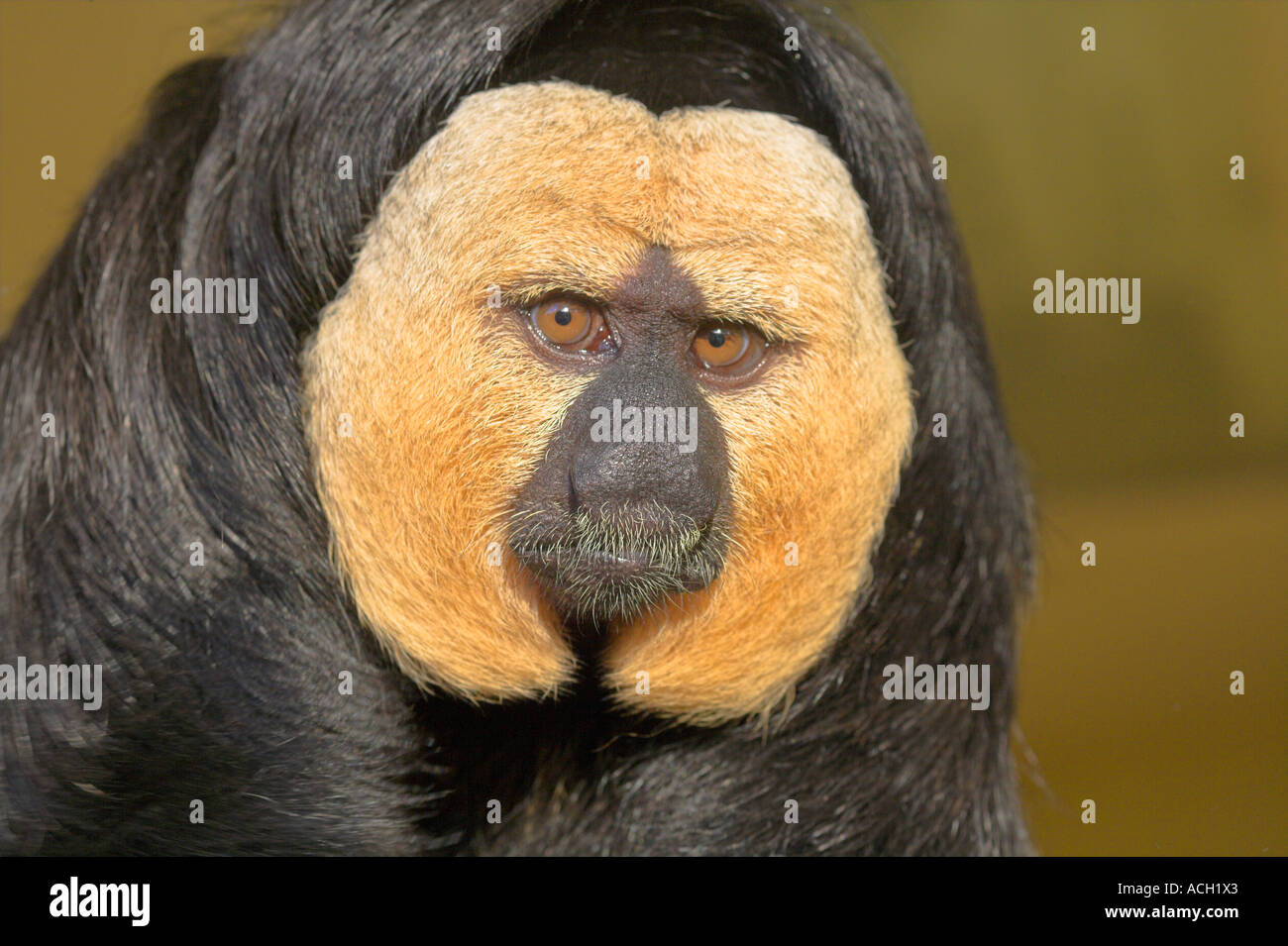 Saki white faced monkey from South America Stock Photo