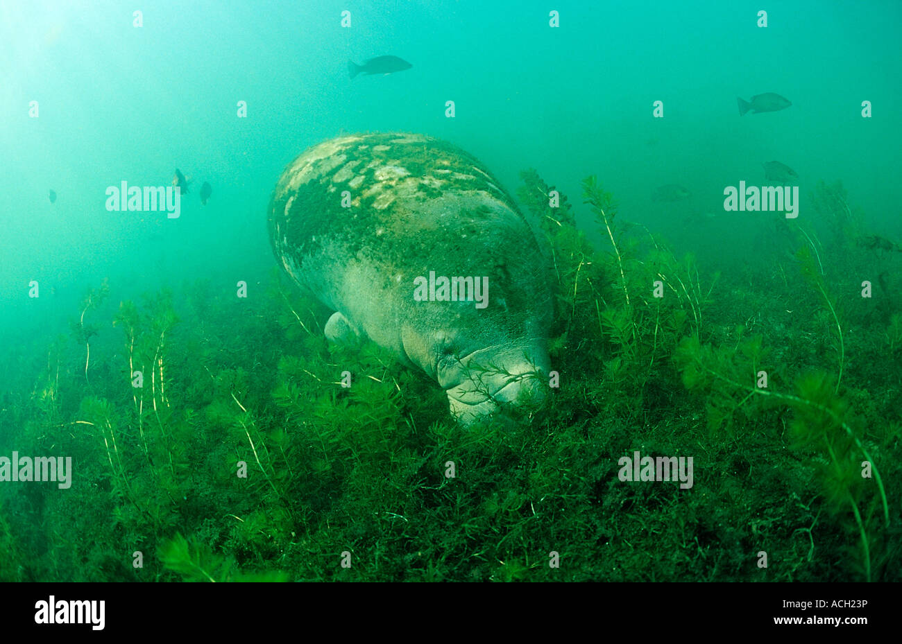 Florida manatee eating hi-res stock photography and images - Alamy