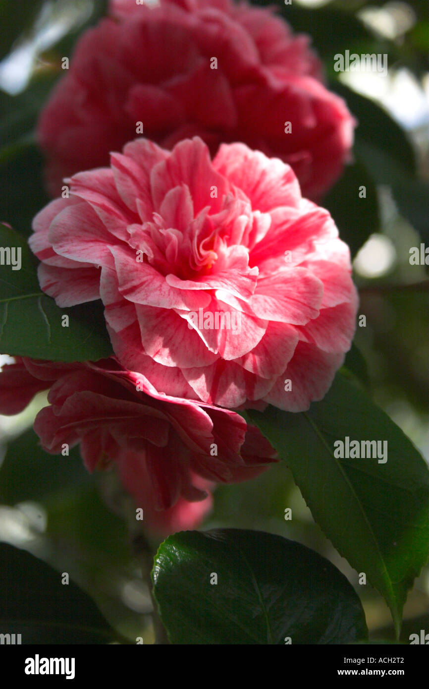 Camelia japonica hybrid pink flower hi-res stock photography and images -  Alamy