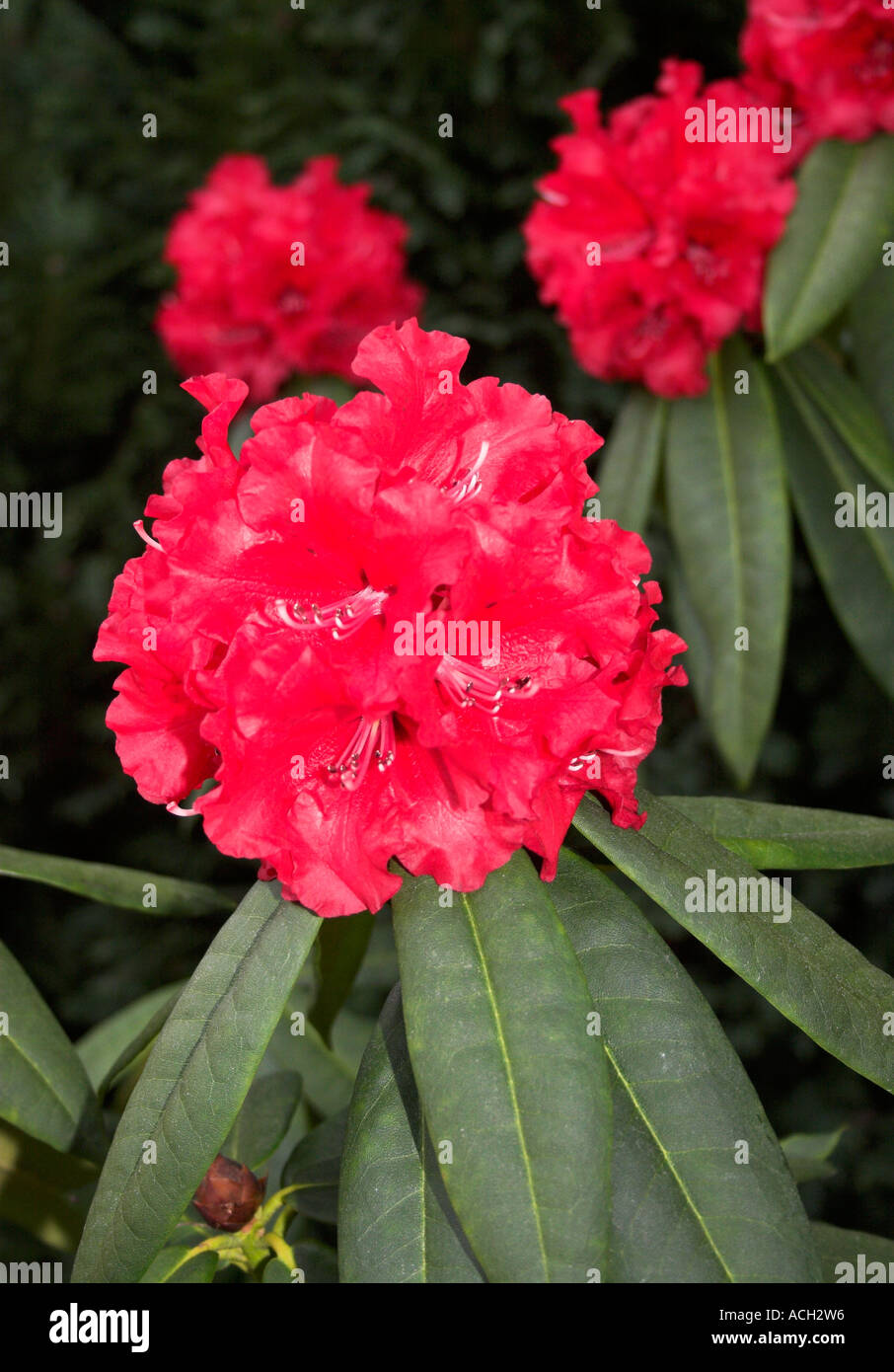 Red Rhododendron Bush Stock Photo