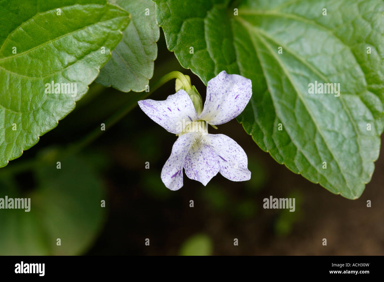 Garden Violet flower (Viola sororia - Freckles), England, UK Stock Photo