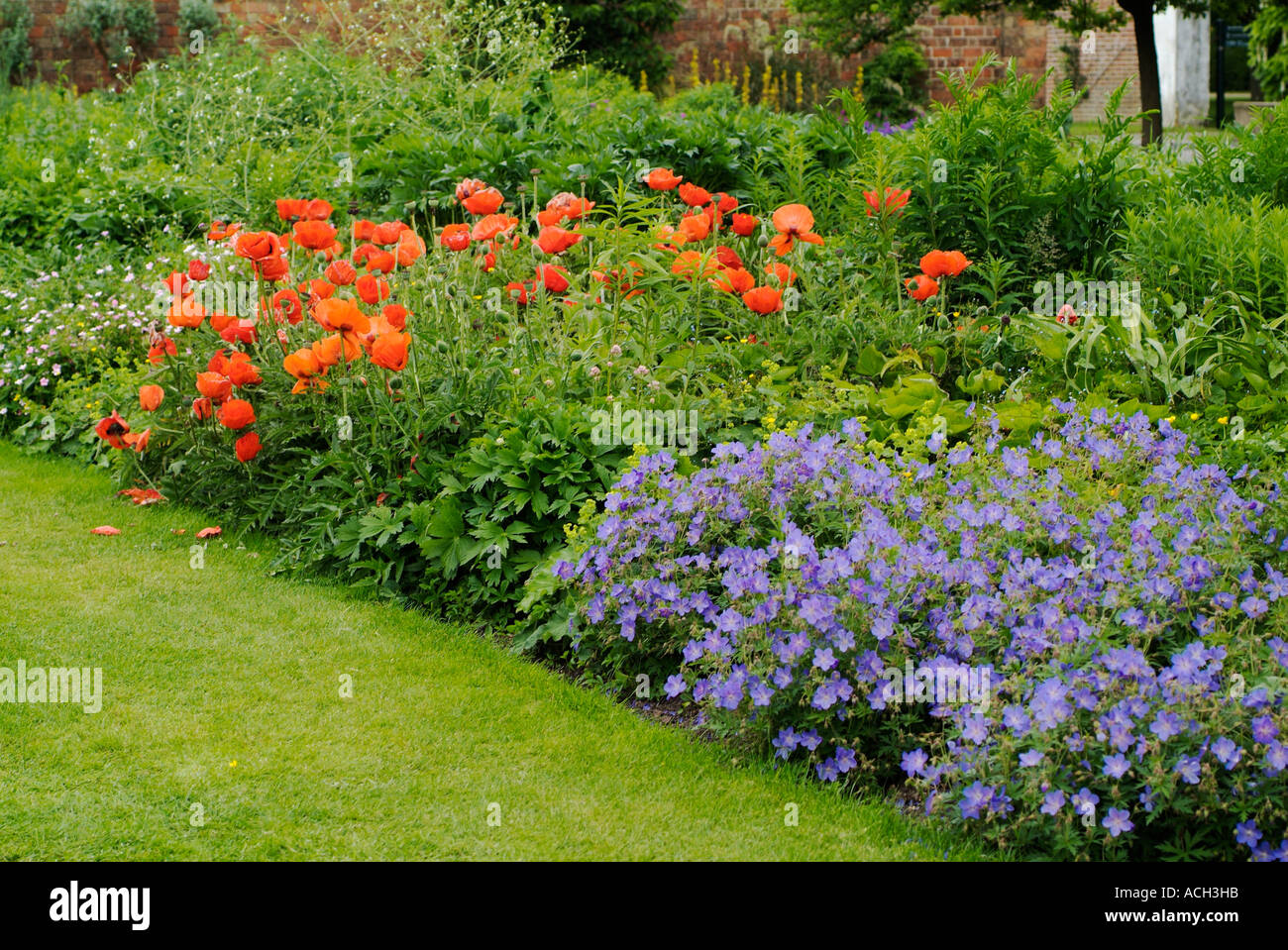 Border with Geranium JOHNSON'S BLUE and Papaver orientale Stock Photo