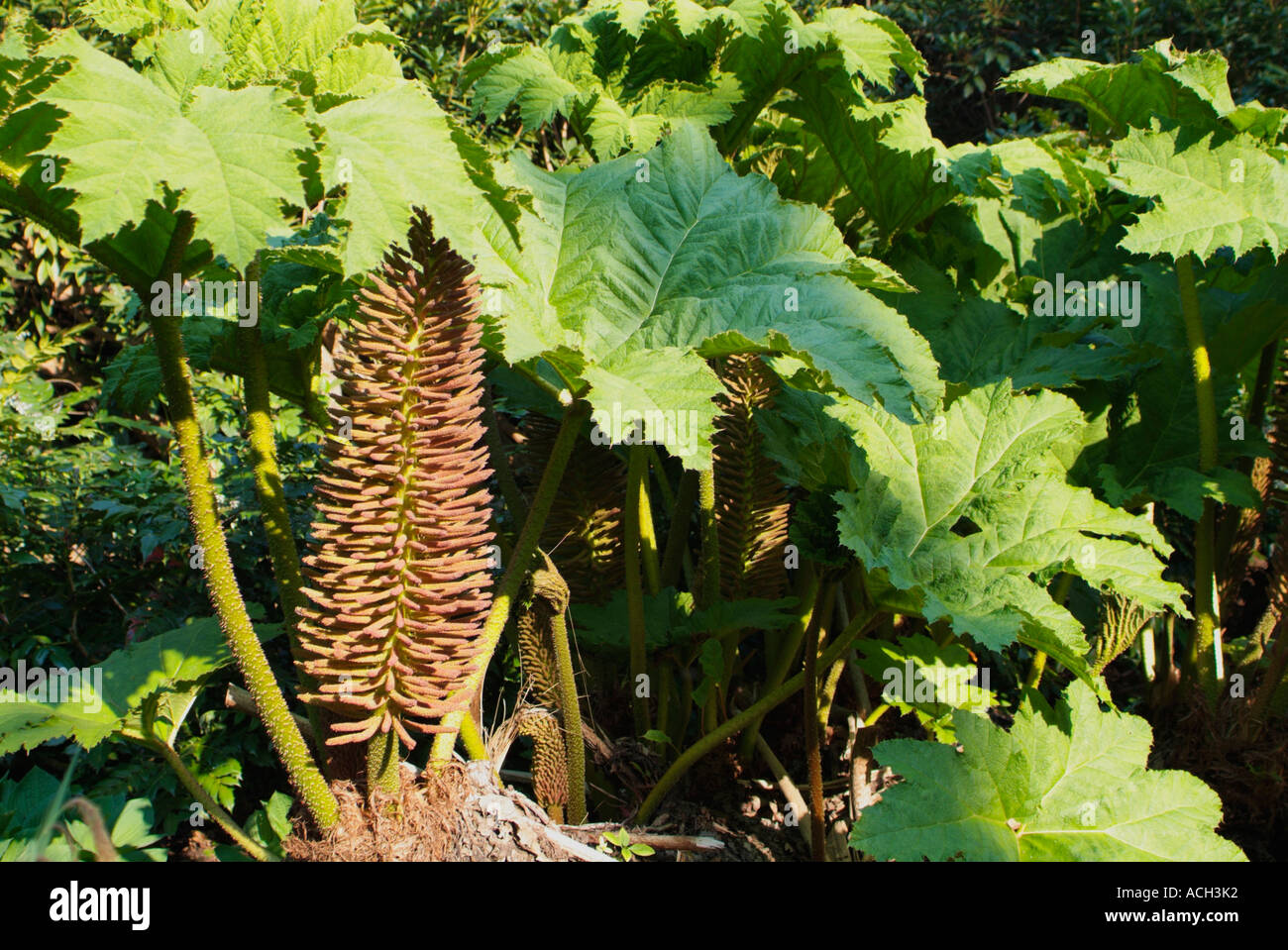 Gunnera Roots Gunnera leaf texture hi-res stock photography and images - Alamy