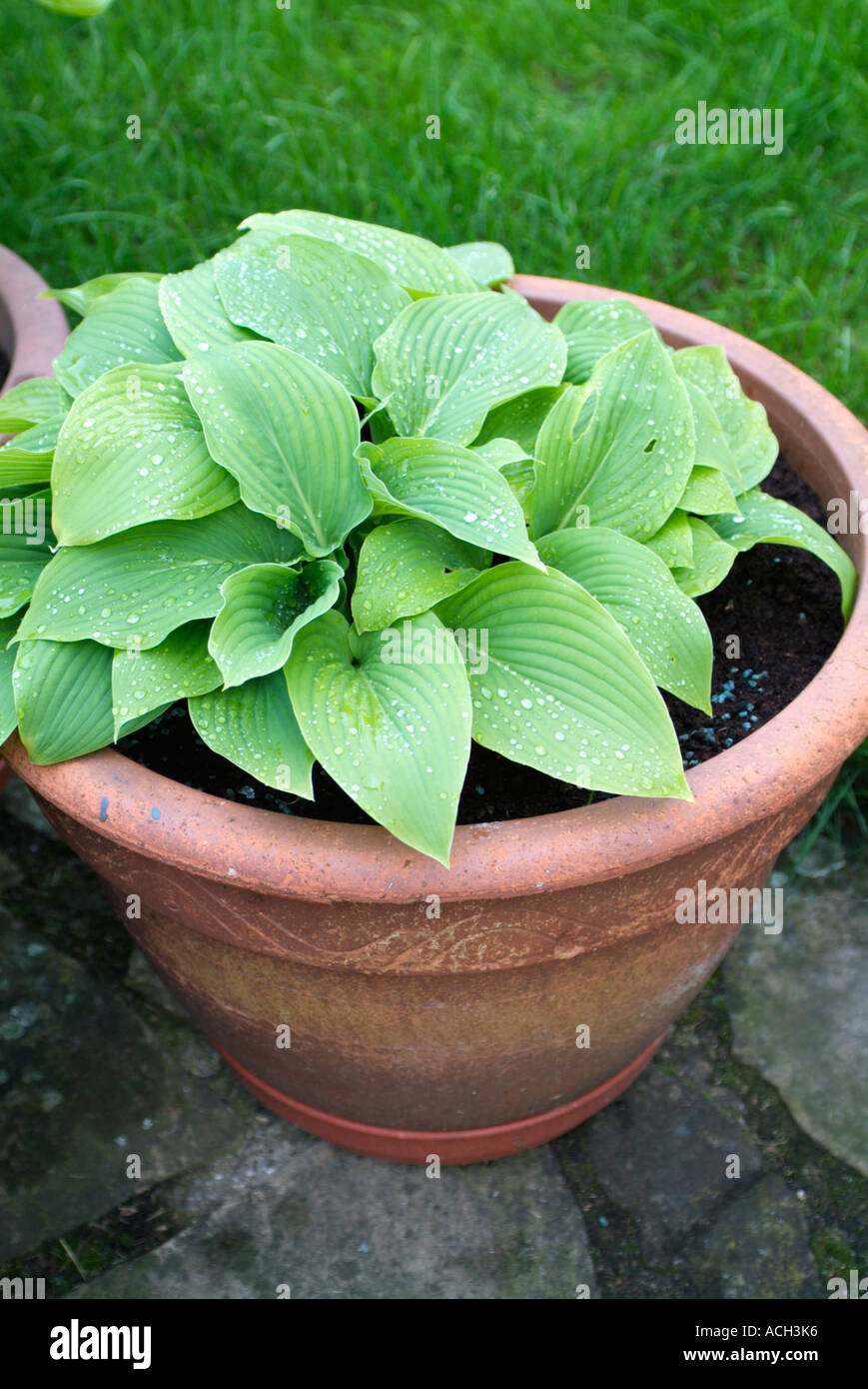 Hosta leaves Stock Photo
