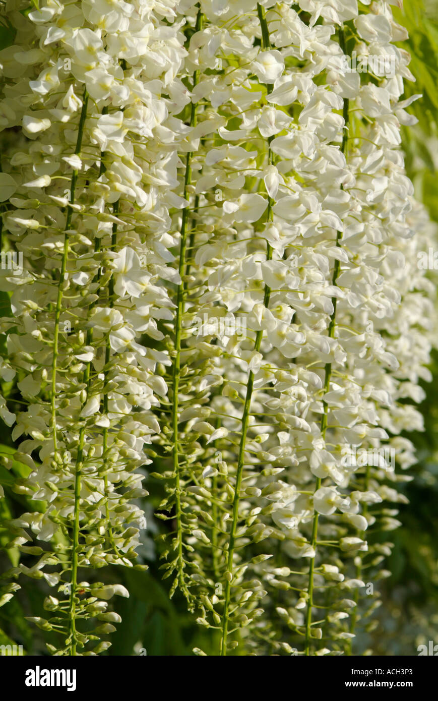 Wisteria floribunda ALBA Stock Photo Alamy