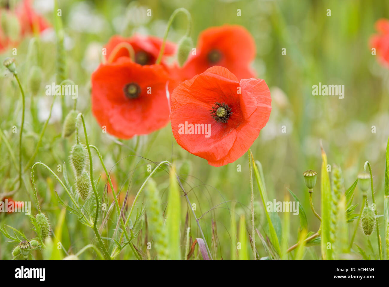 Field poppy papaver rhoeas Stock Photo