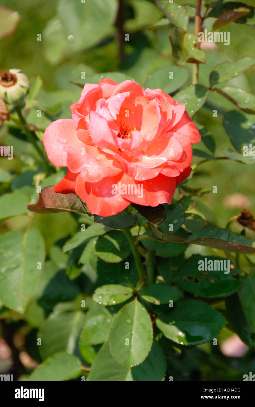 Artistry hybrid tea rose hires stock photography and images Alamy