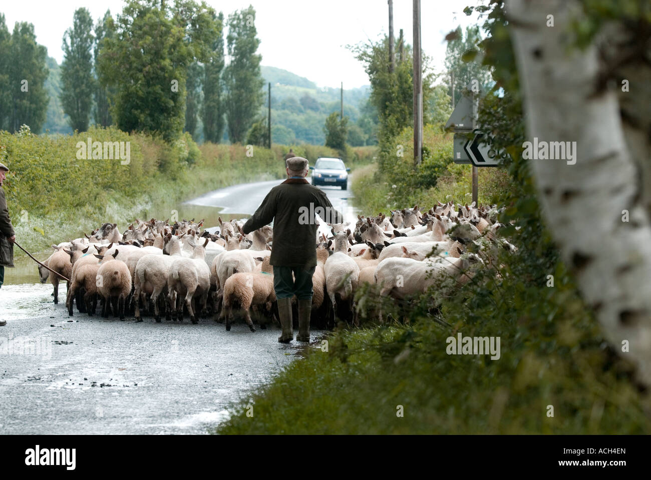 Sheep shepherd road drive driving traffic car hold up holdup Newnham Bridge, Worcestershire, England. Stock Photo