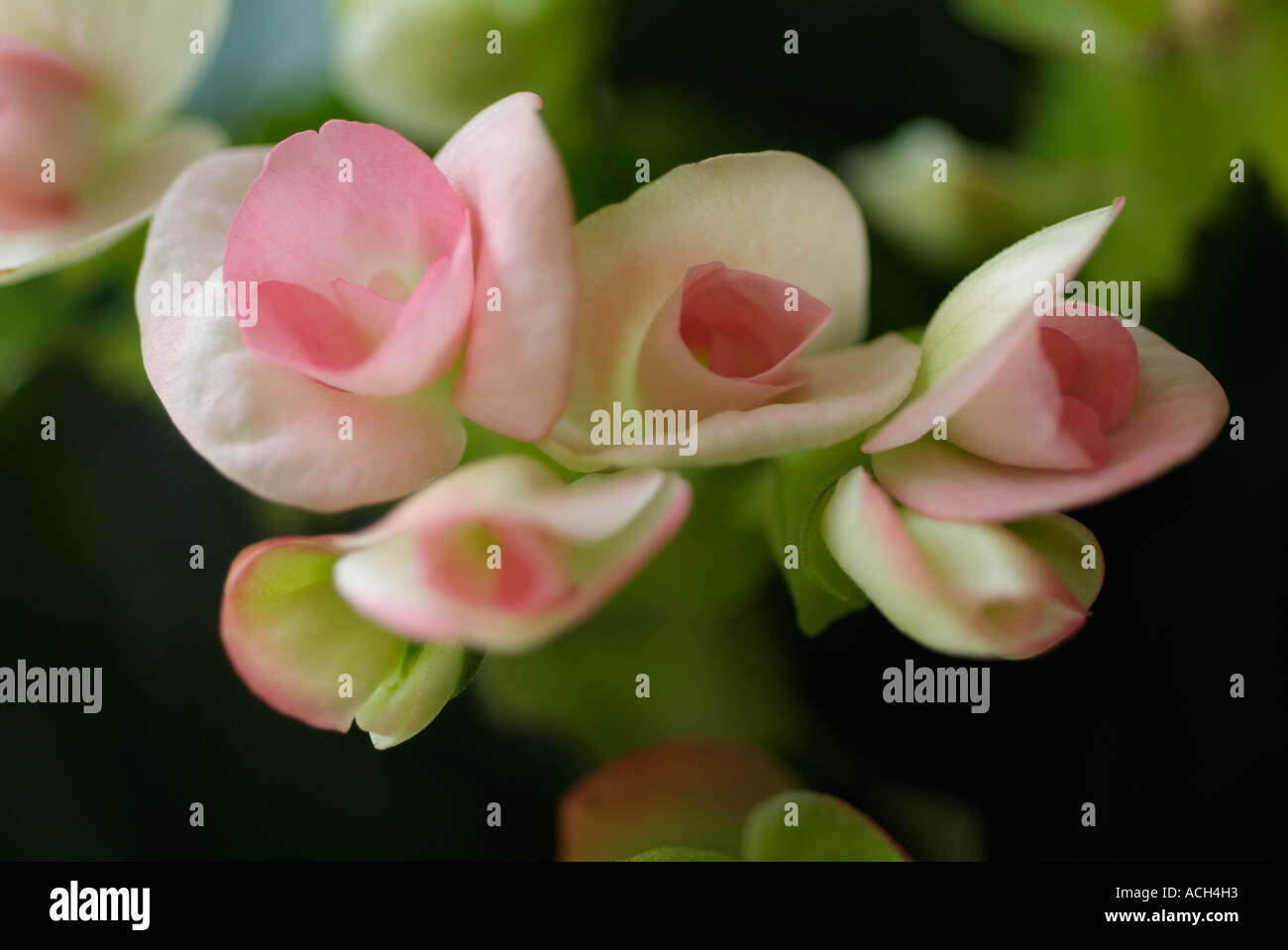 Begonia Stock Photo