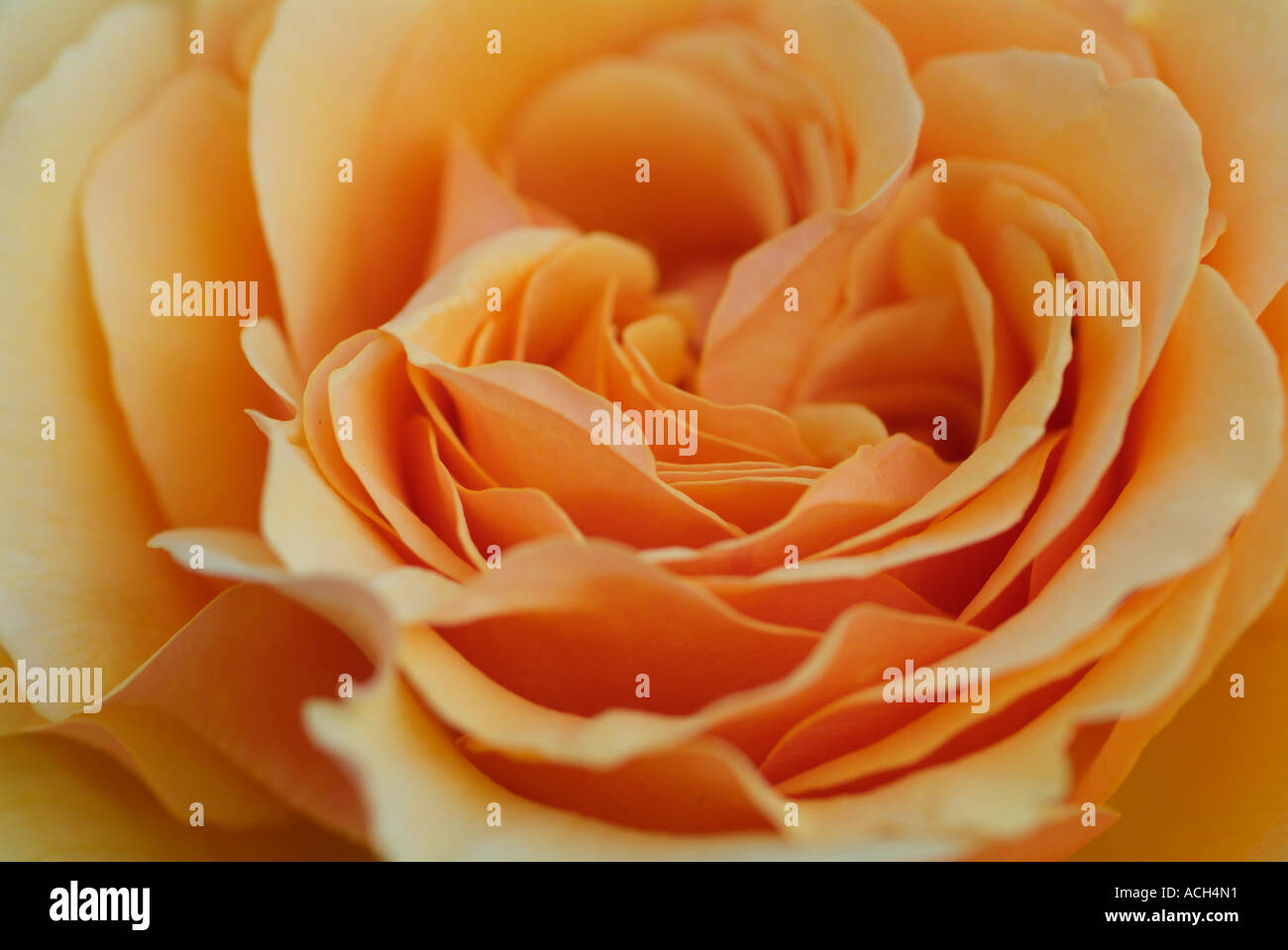 Rosa AMBER QUEEN Stock Photo - Alamy