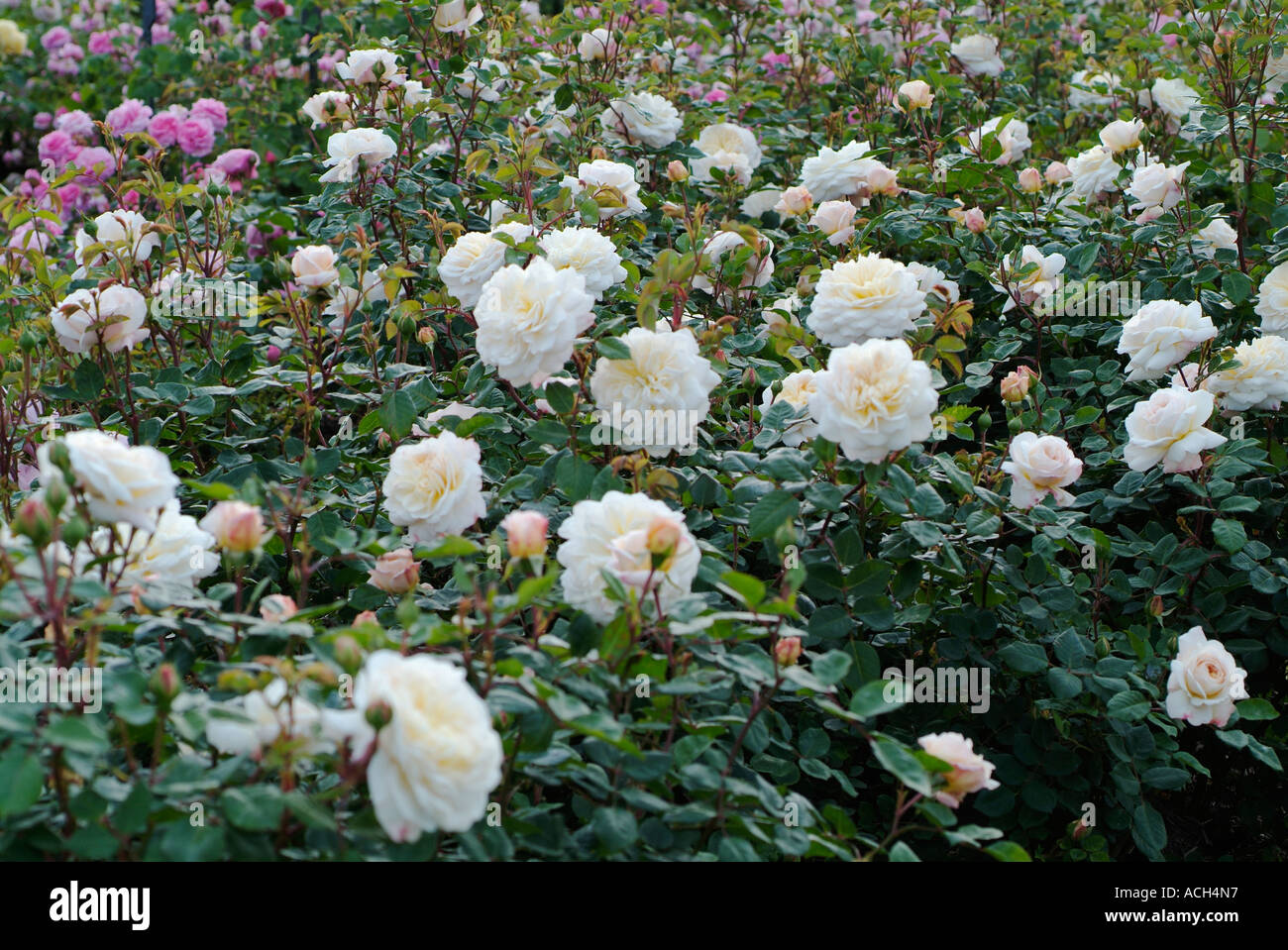 Rosa Crocus Rose AUSQUEST Stock Photo - Alamy