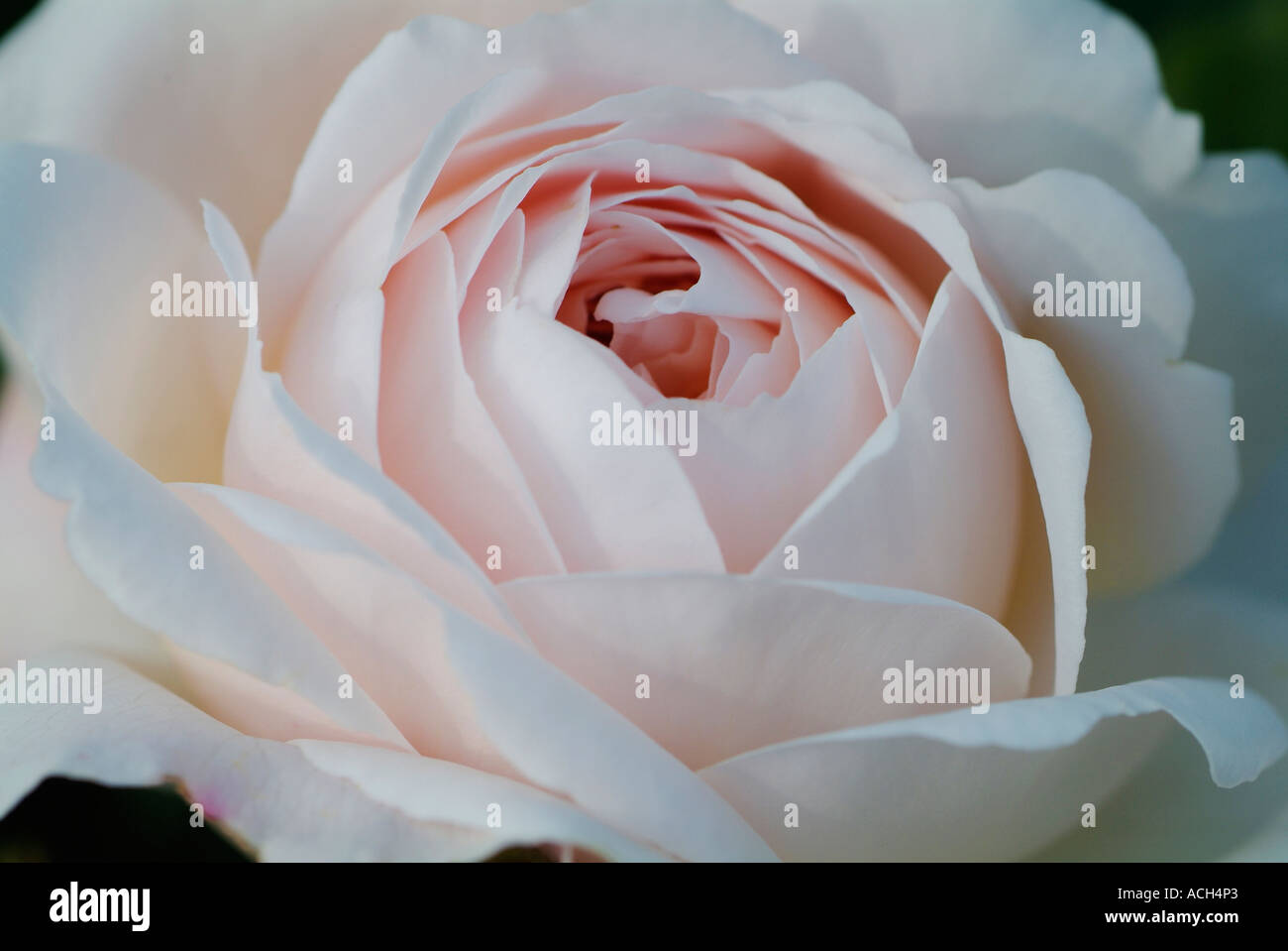 Foto zu Rose ausmol hi-res stock photography and images - Alamy 