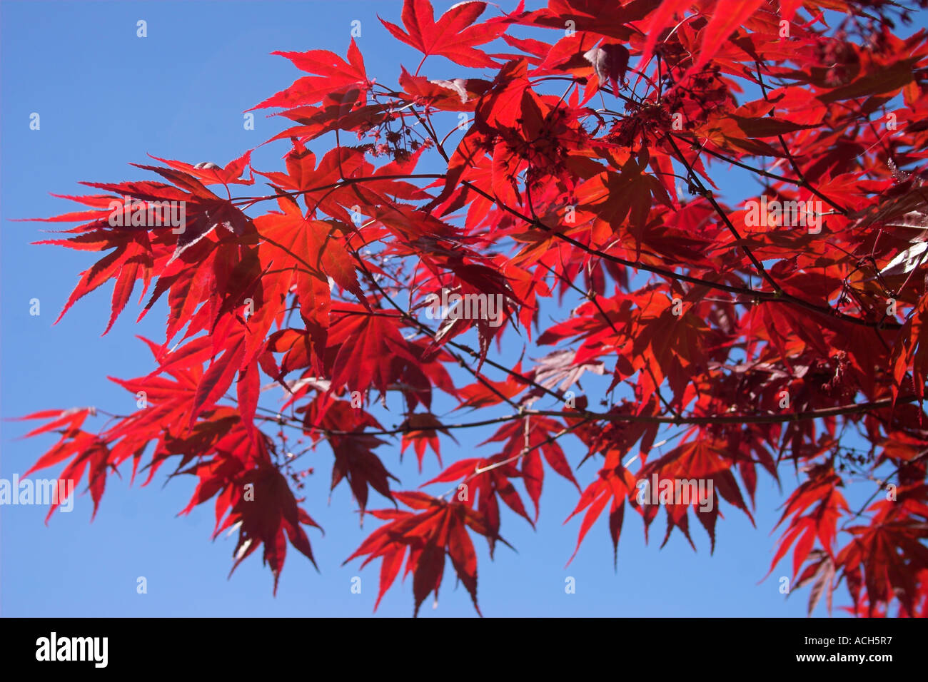 Red Acer Tree on warm summer's day in Dorset Stock Photo
