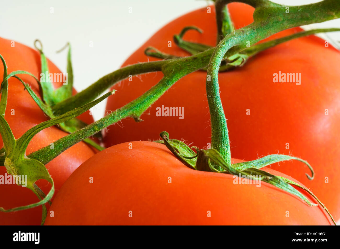 closeup three red ripe tomatoes on white background with stems Stock Photo