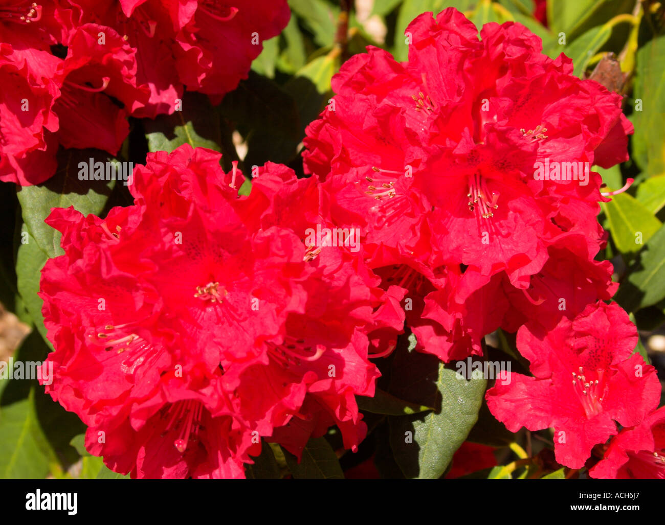 Rhododendron Bush Large Red Flower family Ericaceae Stock Photo