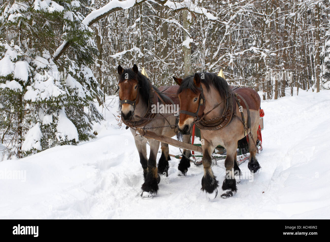 Winter horse carriage hi-res stock photography and images - Alamy