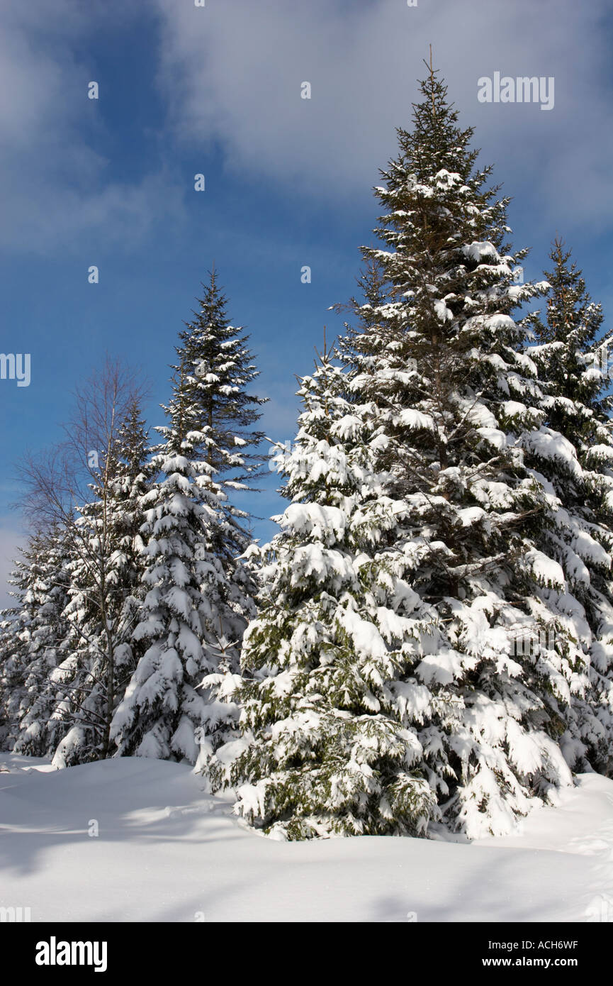 Snow covered spruce trees in Harz, Germany Stock Photo