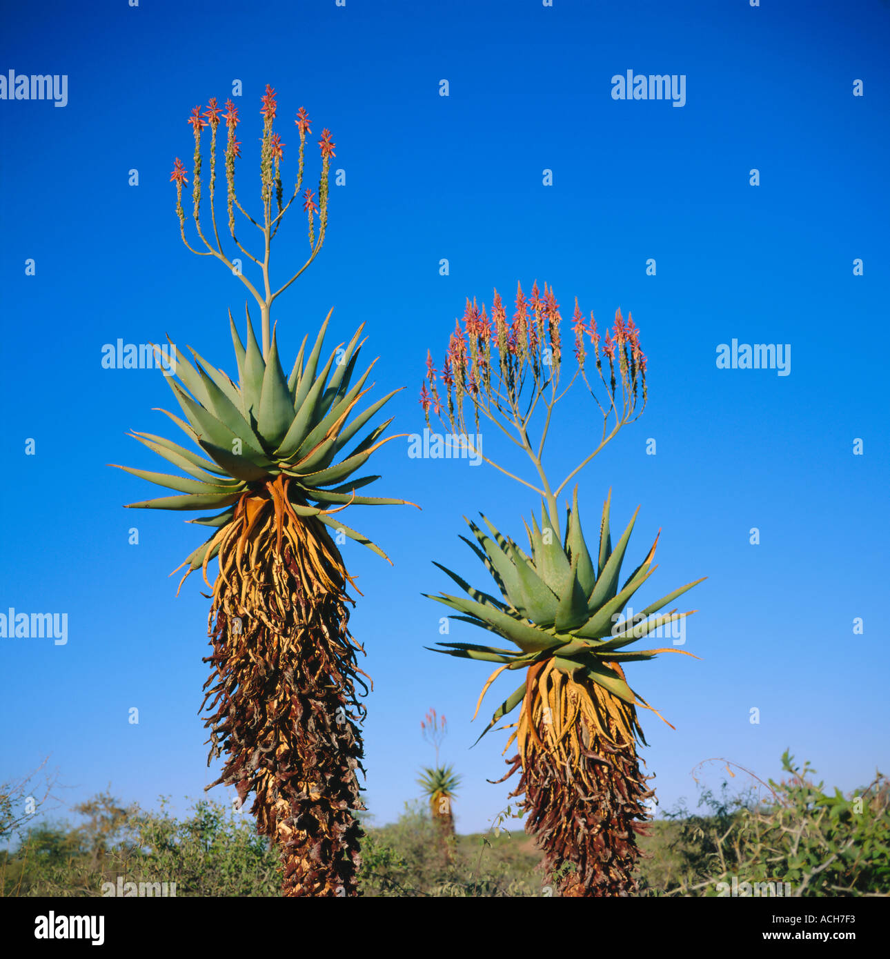 Aloe species in the desert on the border of Botswana and Namibia Africa  Stock Photo - Alamy