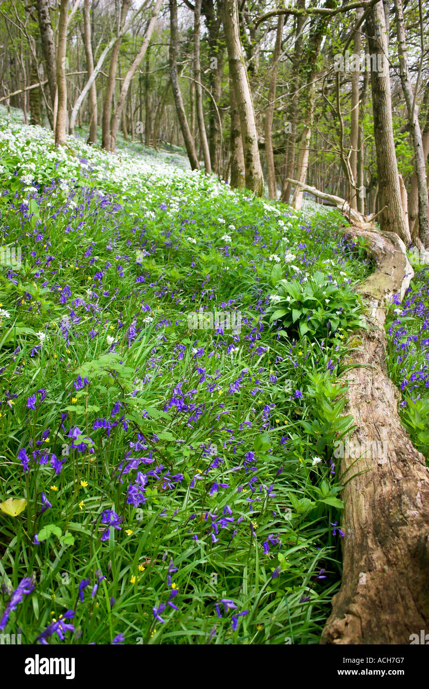 Log in Wooded Forest of Allium White Wild Garlic and Bluebells and trees Tyneham Village Dorset Stock Photo