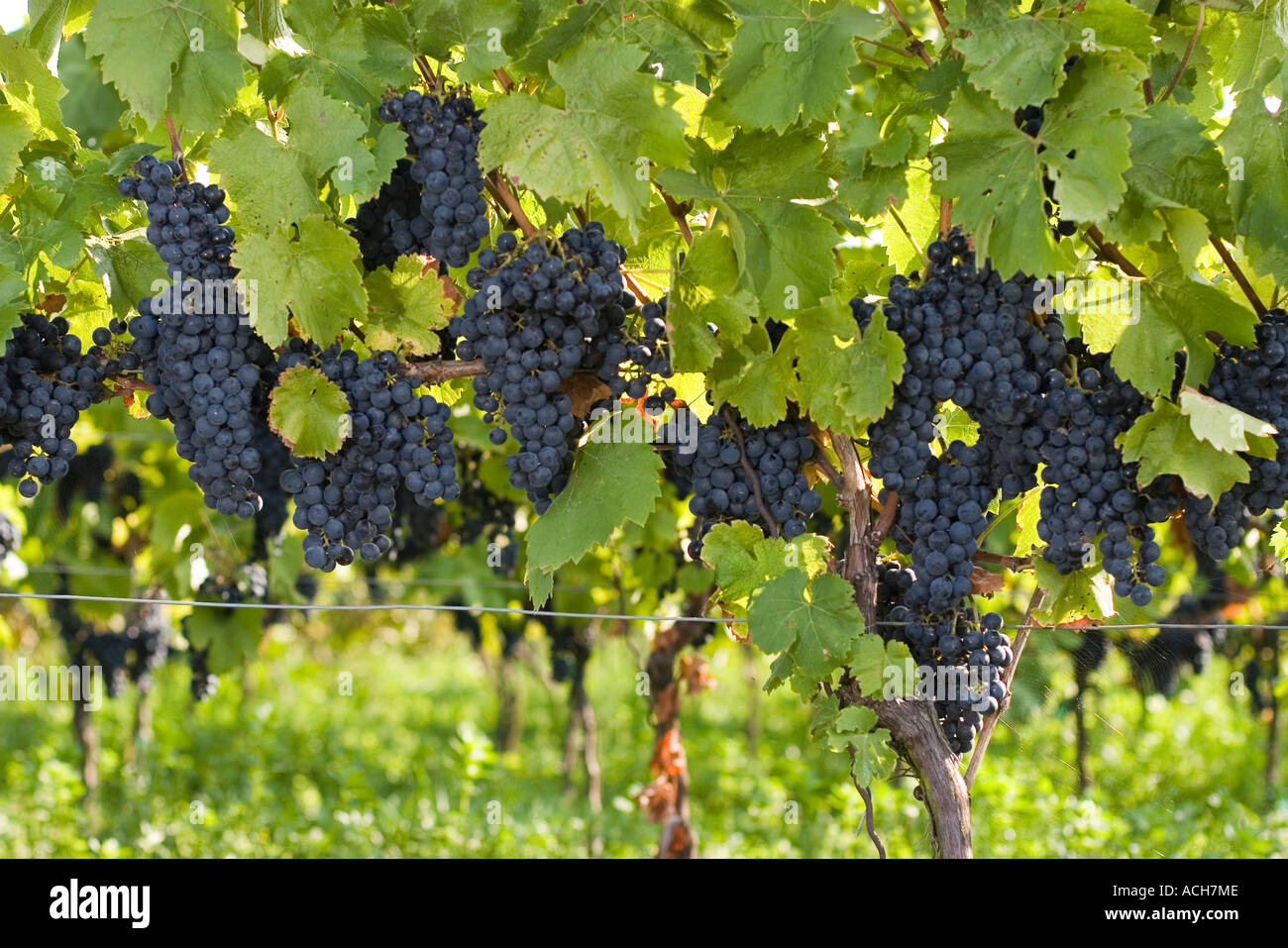 ripe red grapes Stock Photo