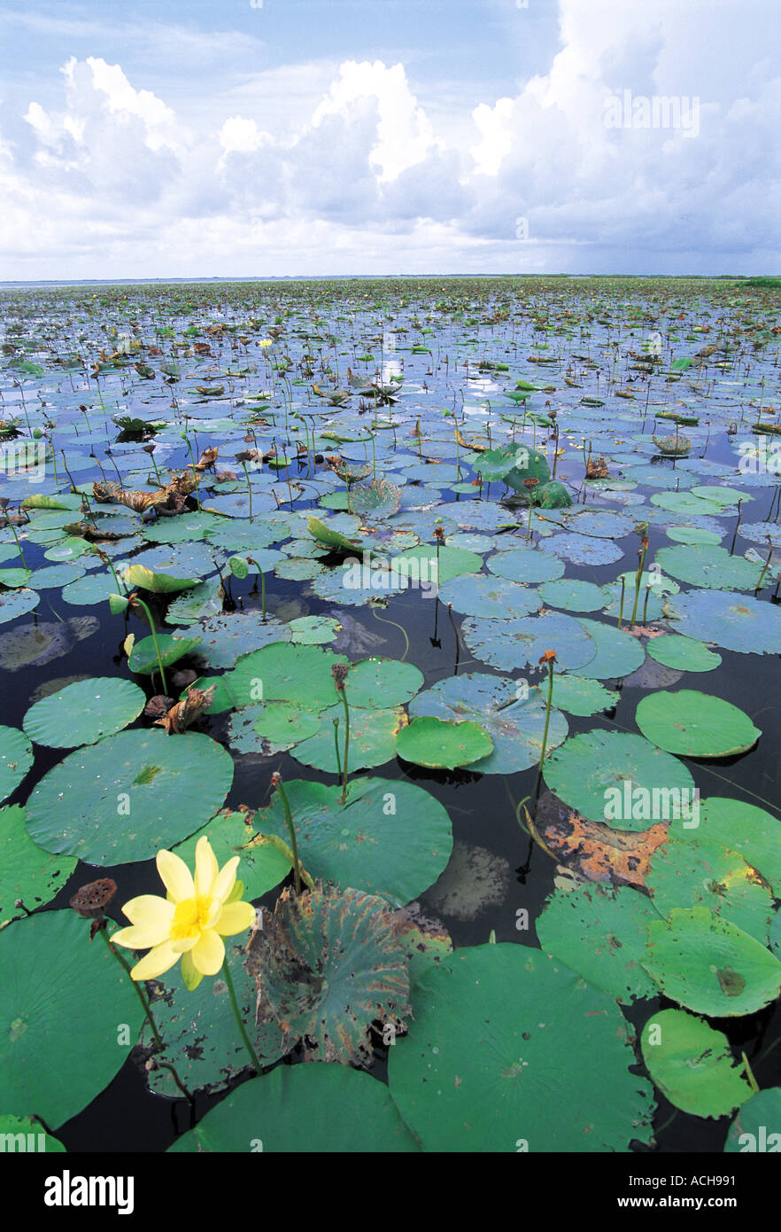 Lake Okeechobee Florida USA North America Stock Photo