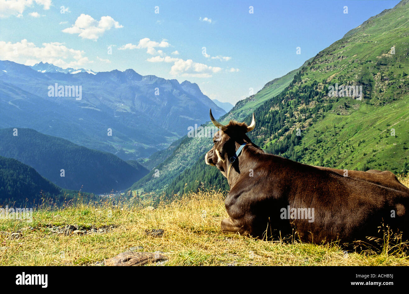 A cow contemplating the wide landscape of alps Stock Photo - Alamy