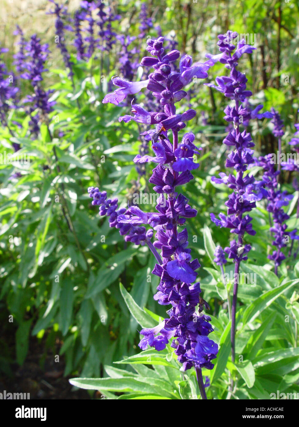 Salvia farinacea Victoria Annual garden bedding plant with blue flower in summer Stock Photo