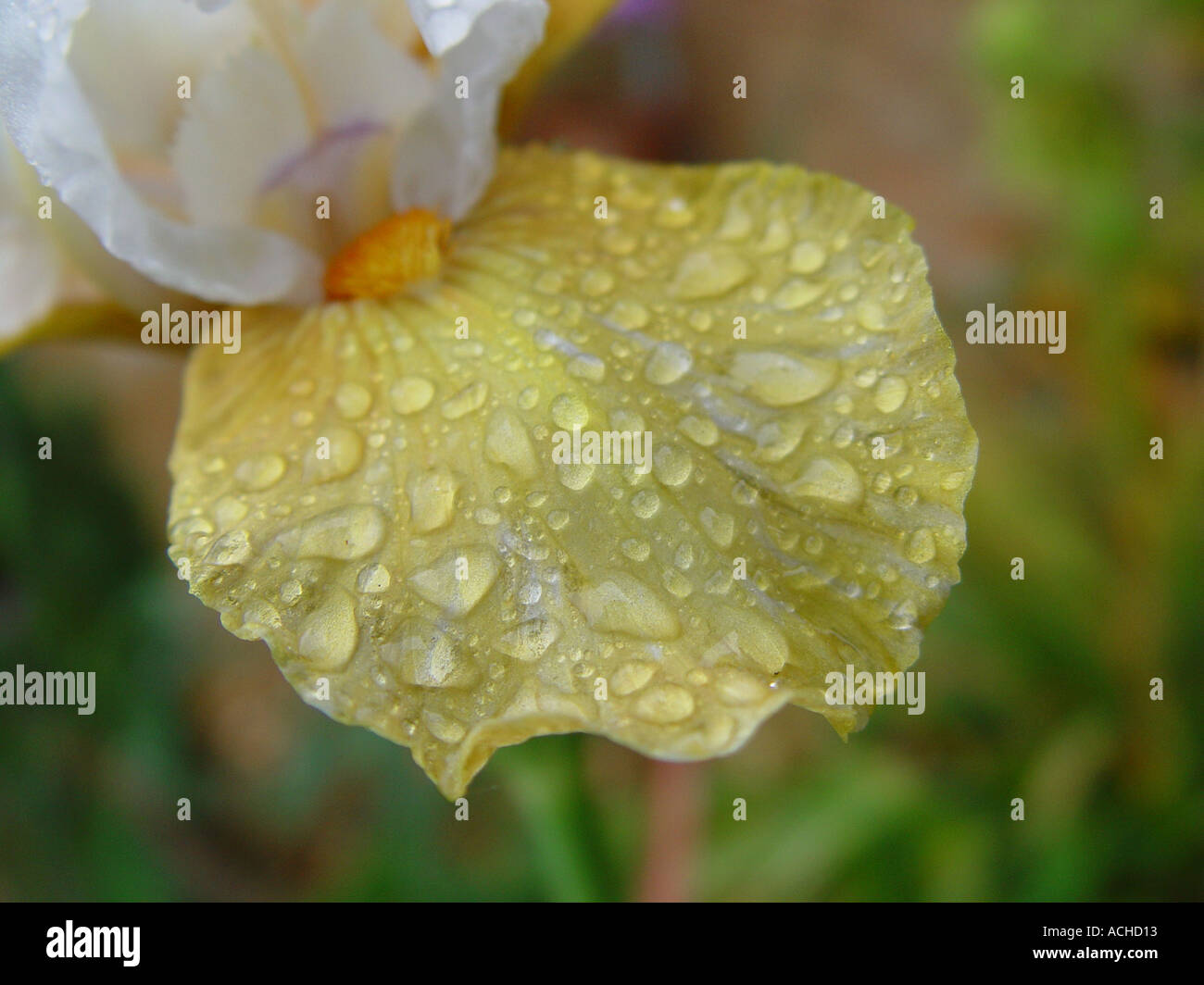 Iris flower with raindrops Stock Photo