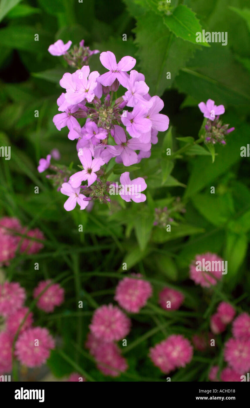 Sweet Rocker Lavender Sweet rocket hi-res stock photography and images - Alamy