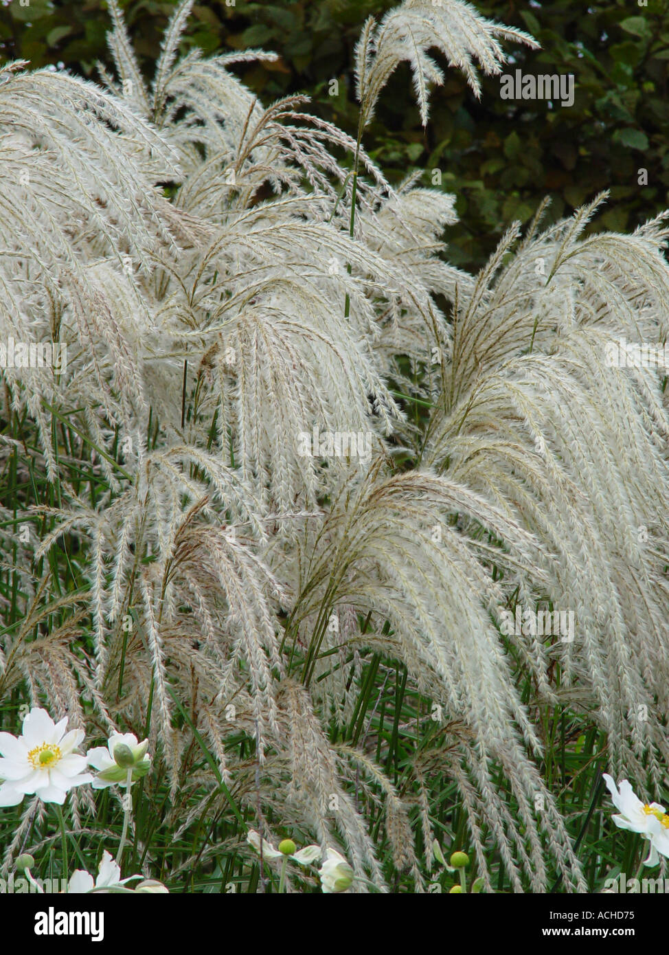 Miscanthus sinensis Kaskade Stock Photo