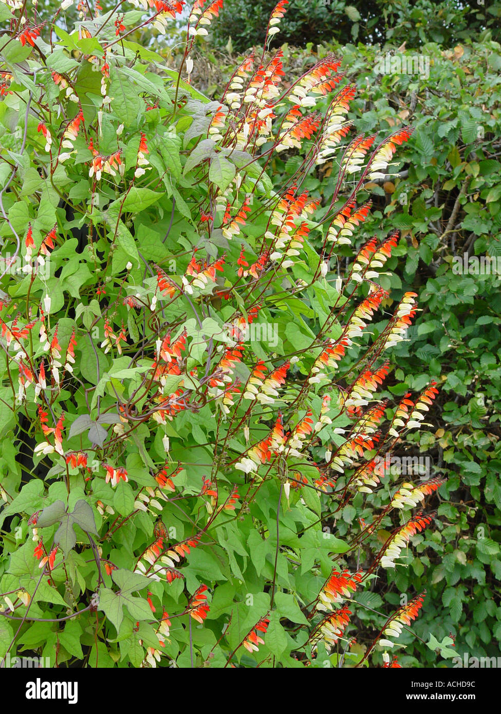 Ipomoea lobata syn Mina lobata Stock Photo