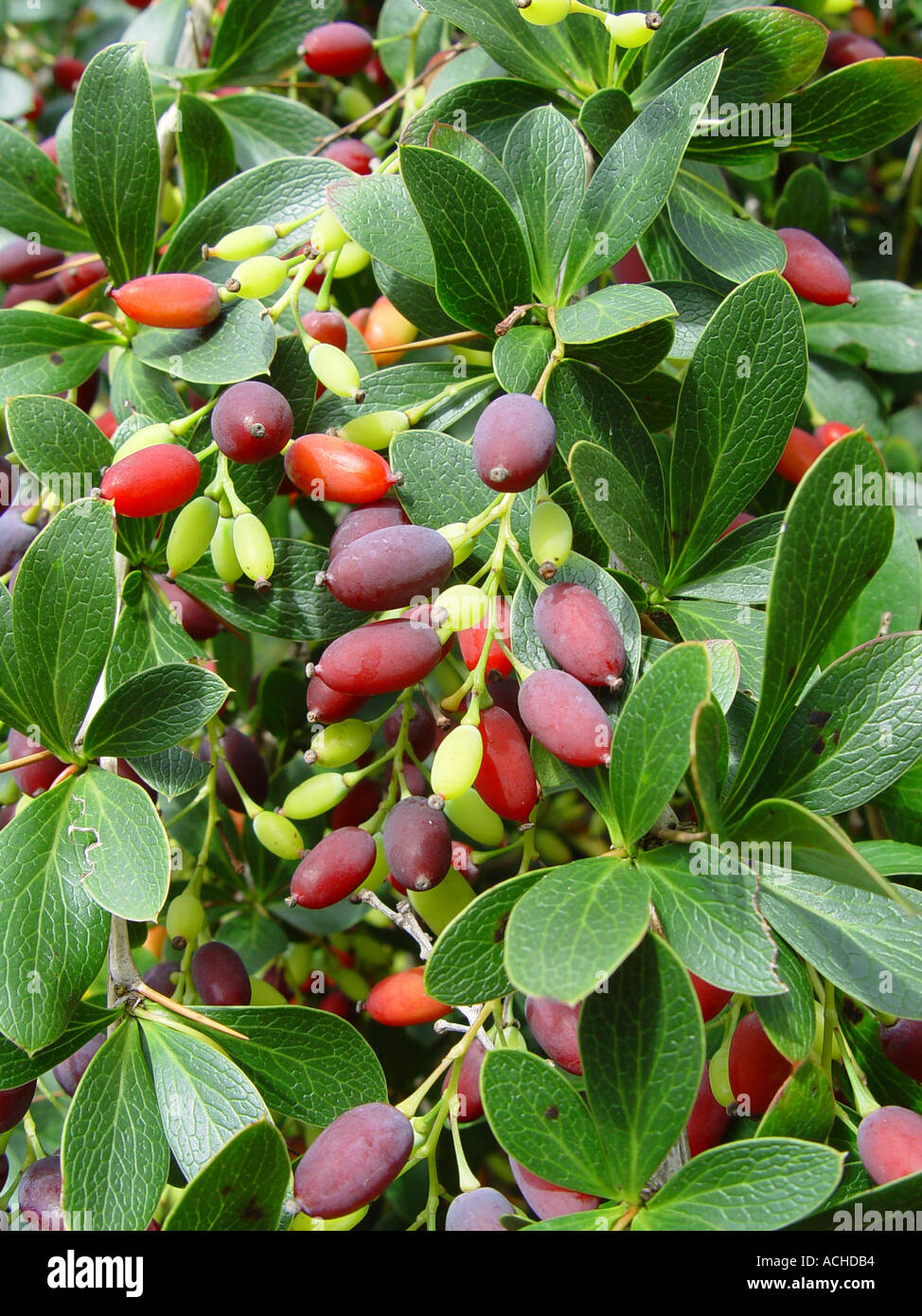 Herbal ingredient 1